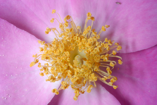 Rosa setigera