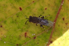 Brachymeria podagrica