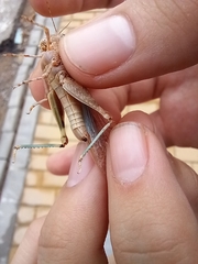 Sphingonotus rubescens