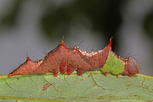 Morning-glory Prominent photo 4