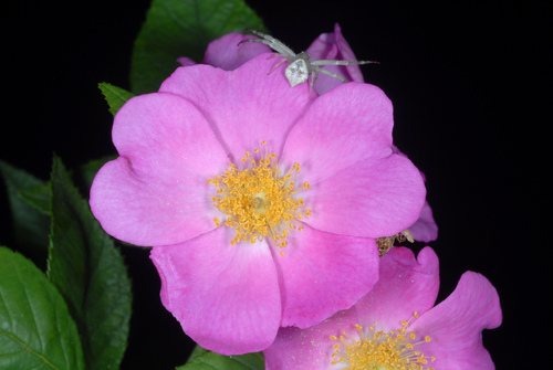 Rosa setigera