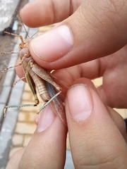 Sphingonotus rubescens