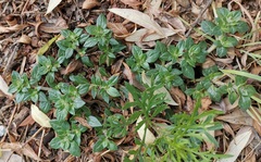 Guilleminea densa