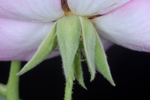 Rosa setigera