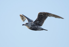 Larus schistisagus