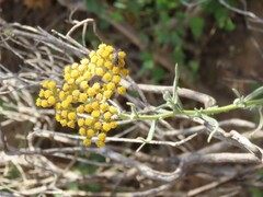 Helichrysum revolutum