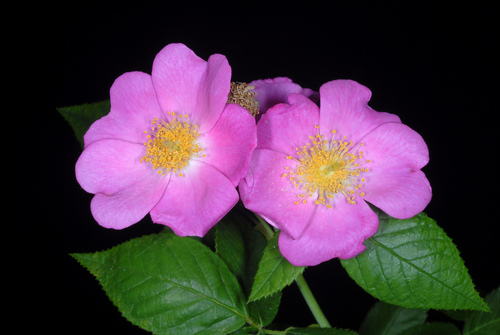 Rosa setigera