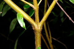 Pimelea ligustrina ligustrina