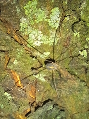 Cosmobunus granarius