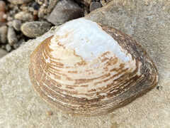 Truncilla truncata