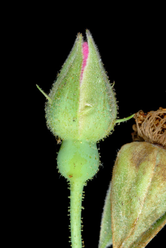 Rosa setigera