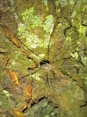 Cosmobunus granarius