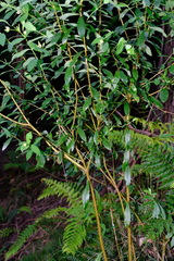 Pimelea ligustrina ligustrina