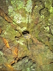 Cosmobunus granarius