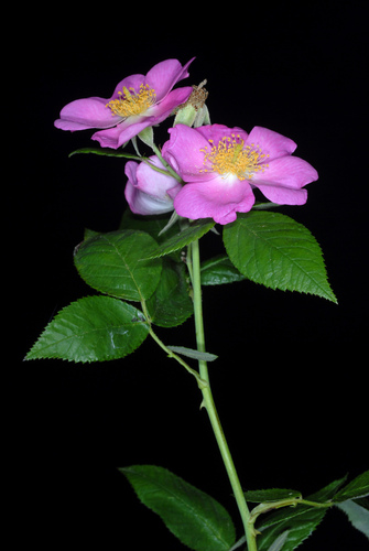 Rosa setigera