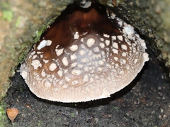 Amanita excelsa