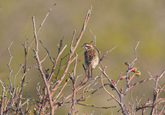 Emberiza cioides