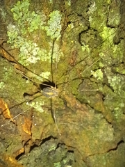 Cosmobunus granarius