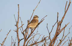 Emberiza cioides