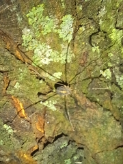 Cosmobunus granarius