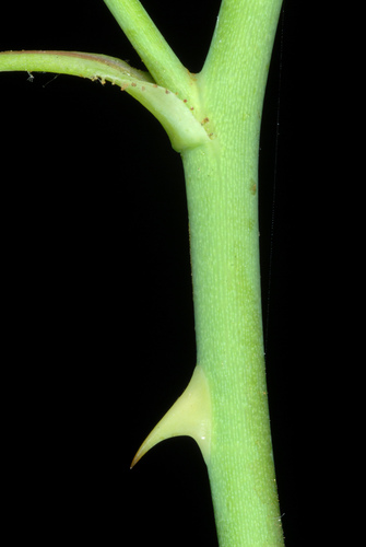 Rosa setigera