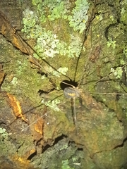 Cosmobunus granarius