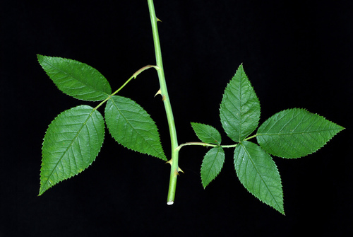 Rosa setigera