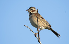 Emberiza fucata