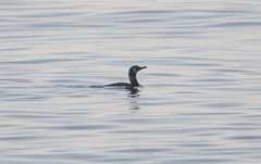 Phalacrocorax capillatus