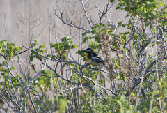 Ficedula zanthopygia