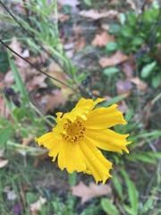 Coreopsis grandiflora