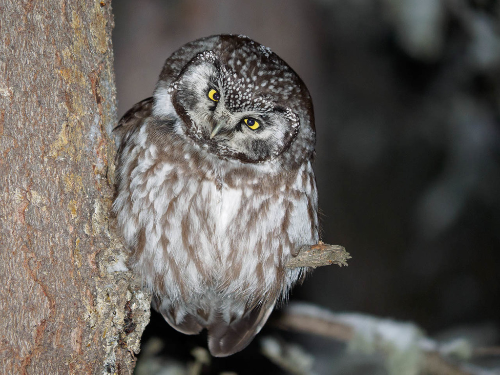 Boreal Owl (Richardson's)
