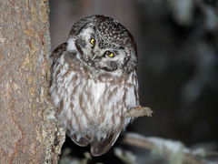 Aegolius funereus richardsoni