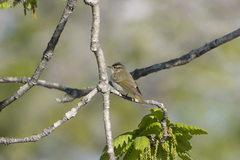 Phylloscopus coronatus