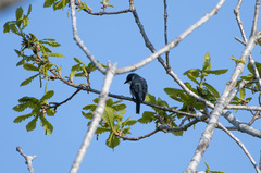 Pericrocotus divaricatus