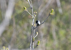 Parus minor