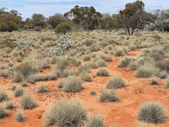 Eucalyptus wyolensis