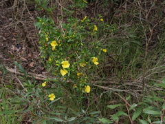 Hibbertia cuneiformis