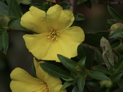 Hibbertia cuneiformis