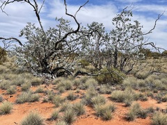 Eucalyptus wyolensis
