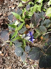 Gentiana scabra buergeri