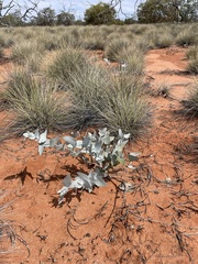 Eucalyptus wyolensis