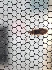 Belonochilus numenius