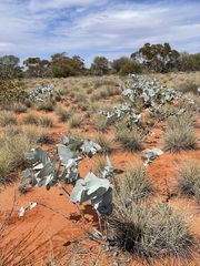 Eucalyptus wyolensis