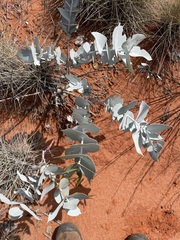 Eucalyptus wyolensis