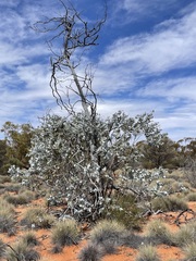 Eucalyptus wyolensis