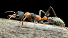 Myrmecia nigrocincta