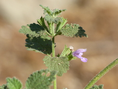 Ballota nigra