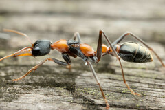 Myrmecia nigrocincta
