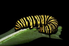 Danaus erippus